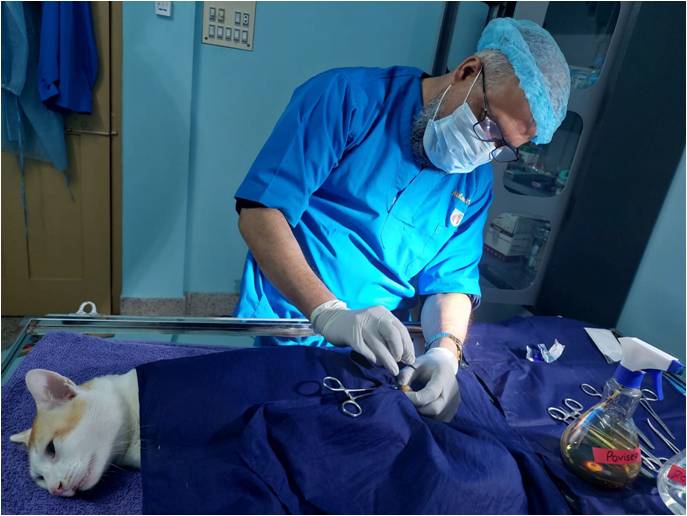 Professor's Pet Care - Veterinary Doctors and Specialists